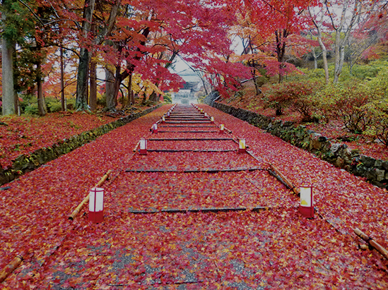 万博記念公園紅葉まつり 株式会社ハウスネットワーク